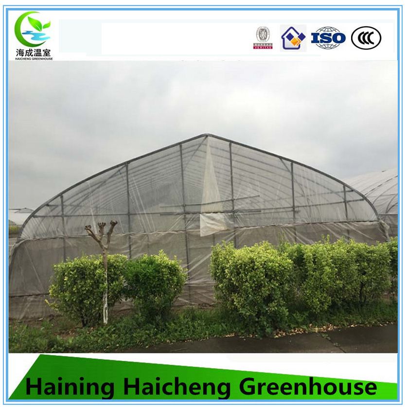 Tunnel Film Greenhouse for Vegetable Growing